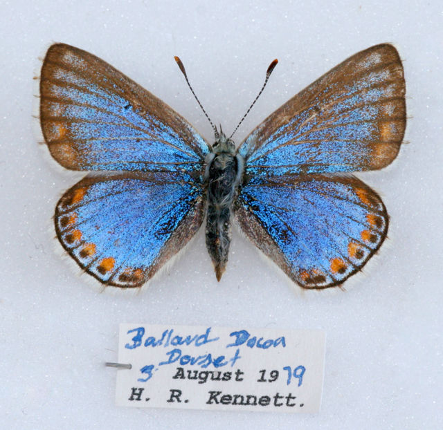 Lysandra bellargus female (adonis blue butterfly aberration) (Internet Image property of respective owner, non-commercial use only)